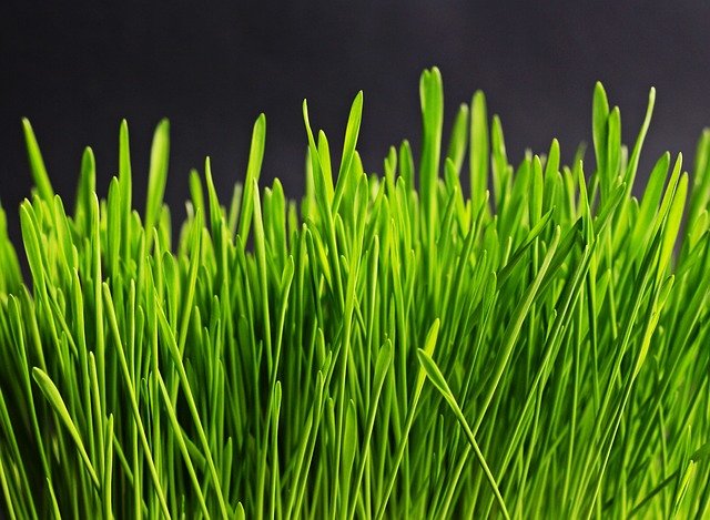 דשא סינטטי או דשא טבעי